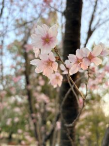 <span class="title">春分の日を前にして</span>